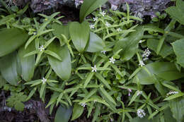 Слика од Moehringia macrophylla (Hook.) Fenzl