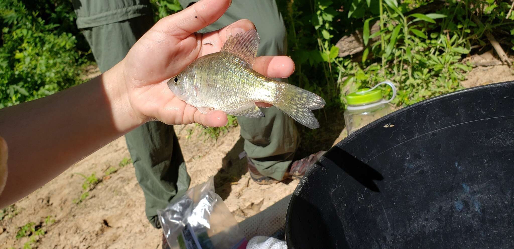 Image of White Crappie