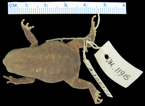 269.a109074 p rhodesianus p d jpg.580x360