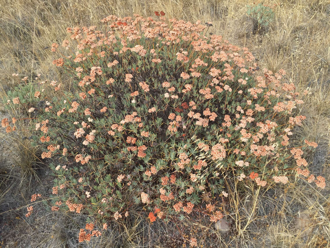 Image of Santa Cruz Island buckwheat