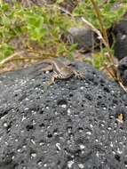 Image of San Cristobal Lava Lizard