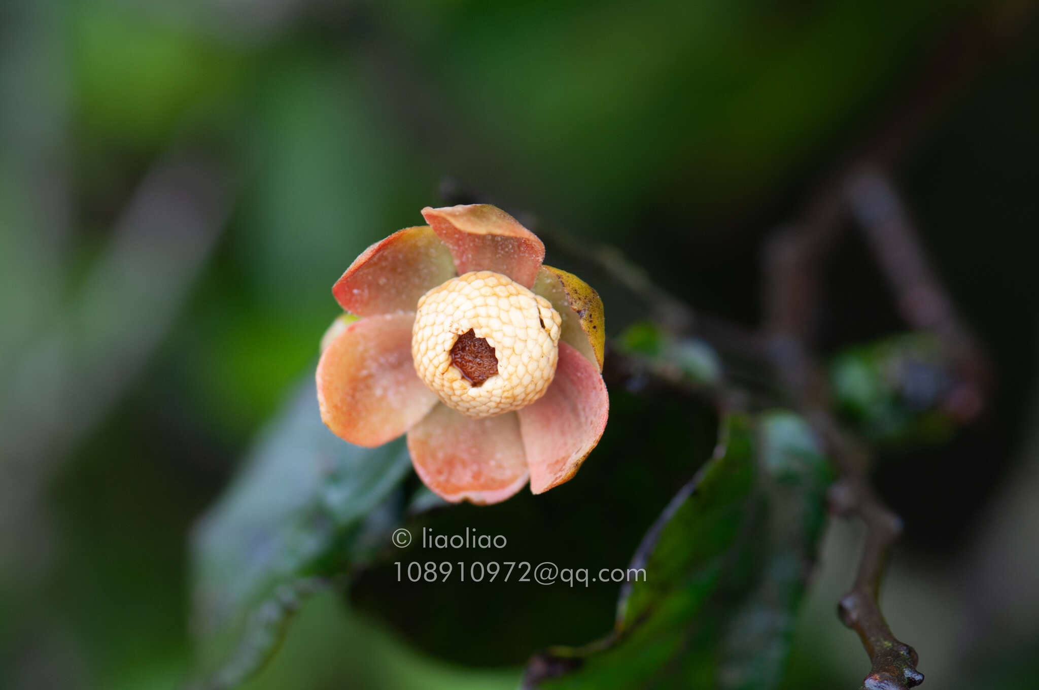 Image of Uvaria littoralis (Blume) Blume