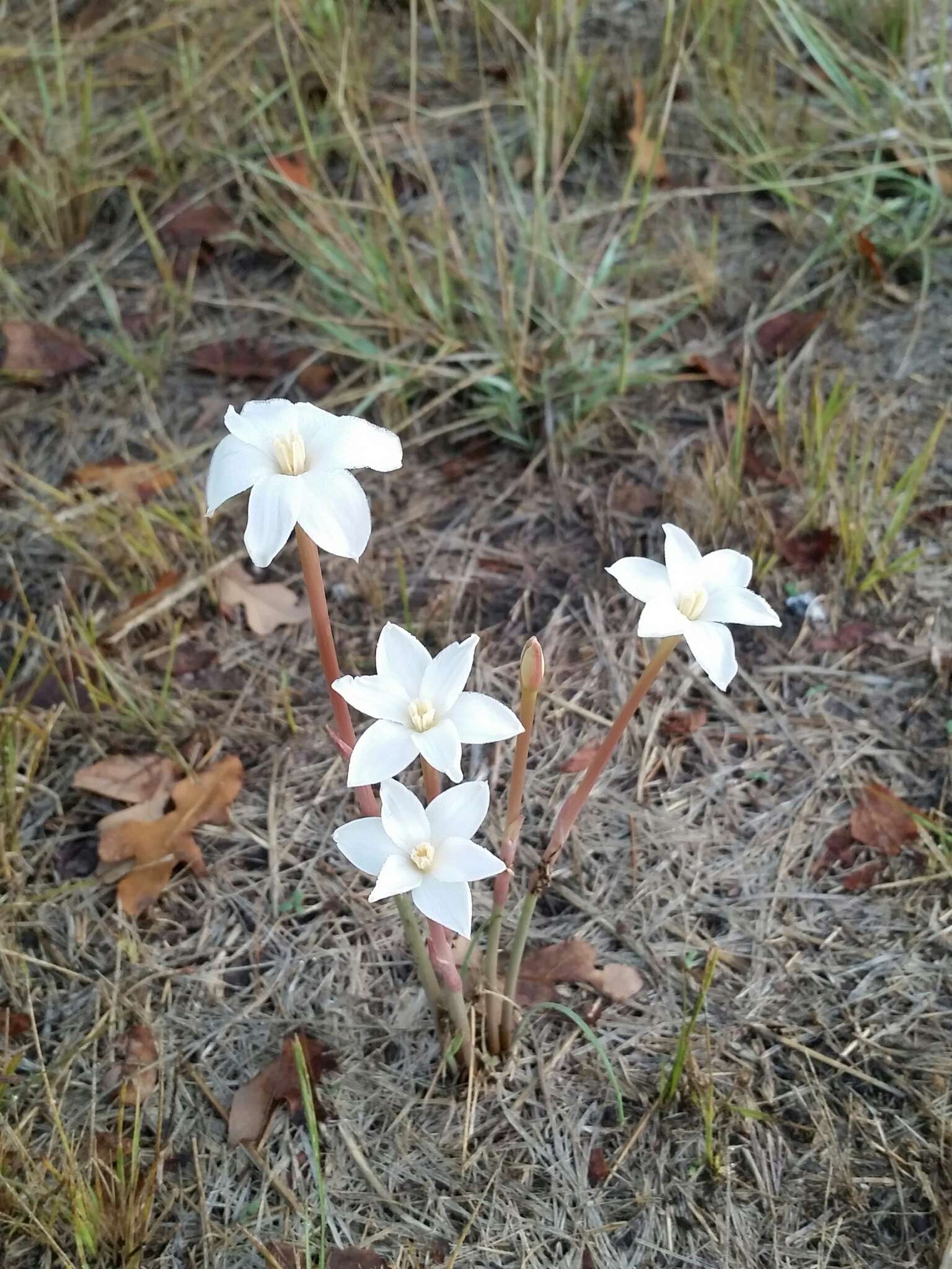 Image of Evening Rain-Lily