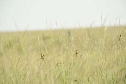 Image of Marsh Seedeater