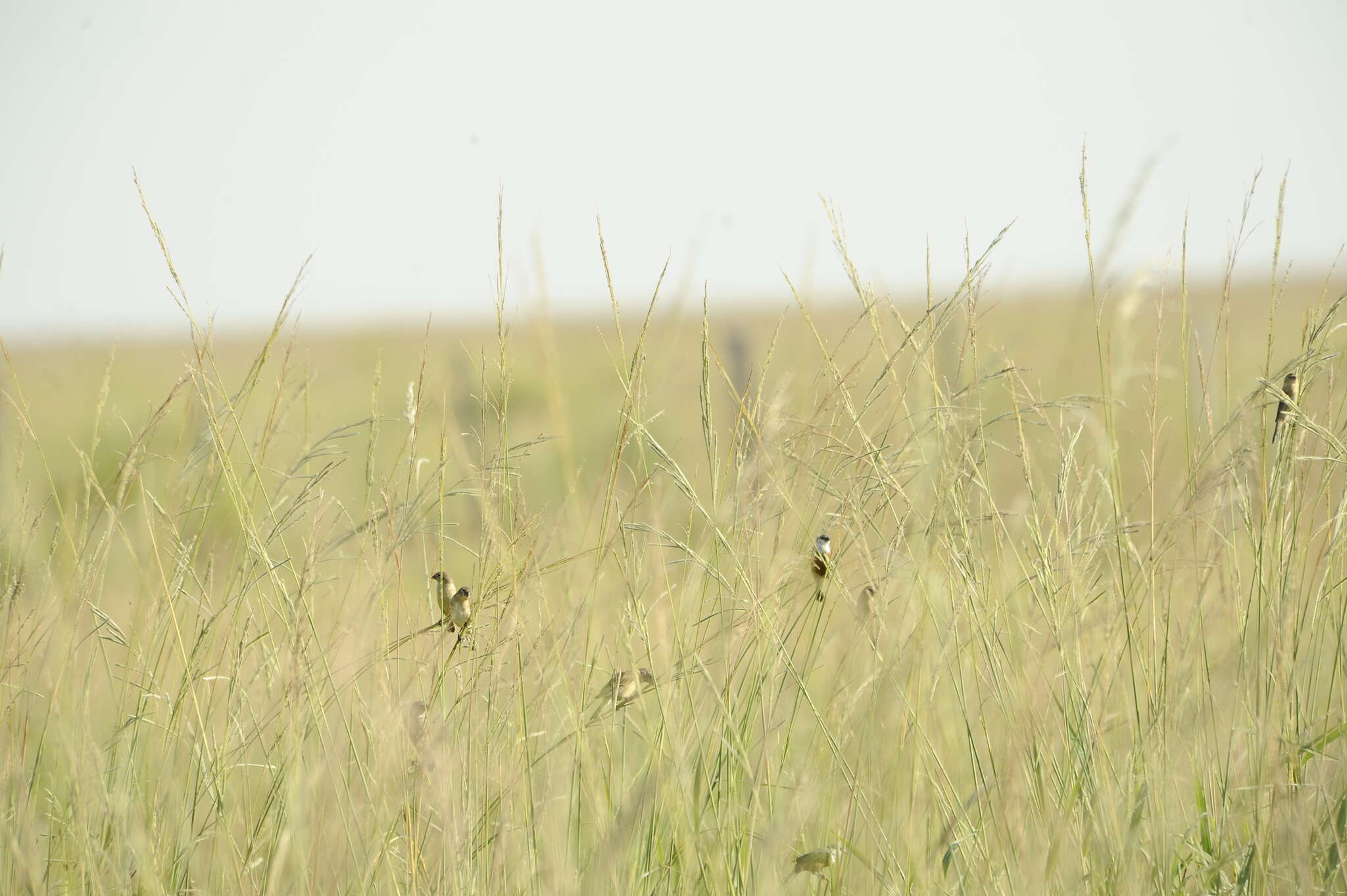 Image of Marsh Seedeater