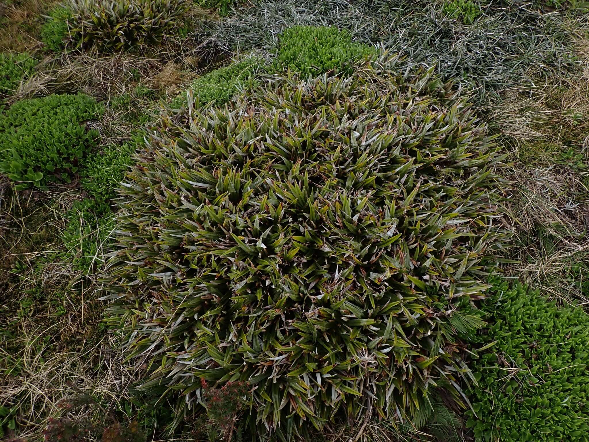 Image of Astelia alpina var. novae-hollandiae Skottsb.