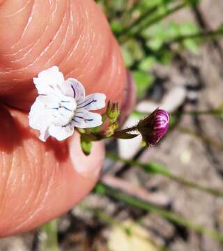 Image of Nemesia diffusa Benth.