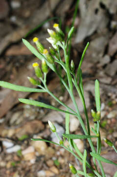 صورة Rhodanthe laevis (A. Gray) P. G. Wilson