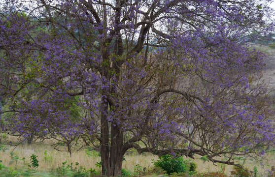 Image of Vitex gigantea Kunth