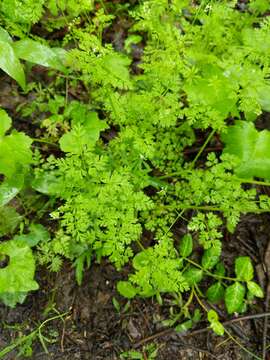 Image of spreading chervil