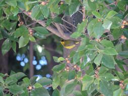 Image of Wilson's Warbler