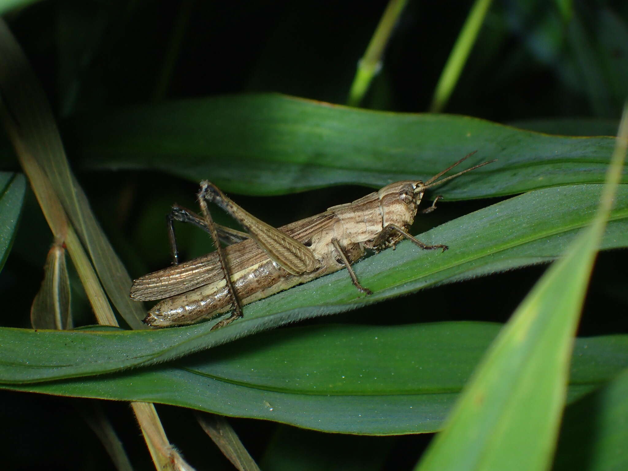 Image of Phlaeoba infumata Brunner von Wattenwyl 1893