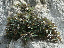 Image of Kaikoura Rock Daisy