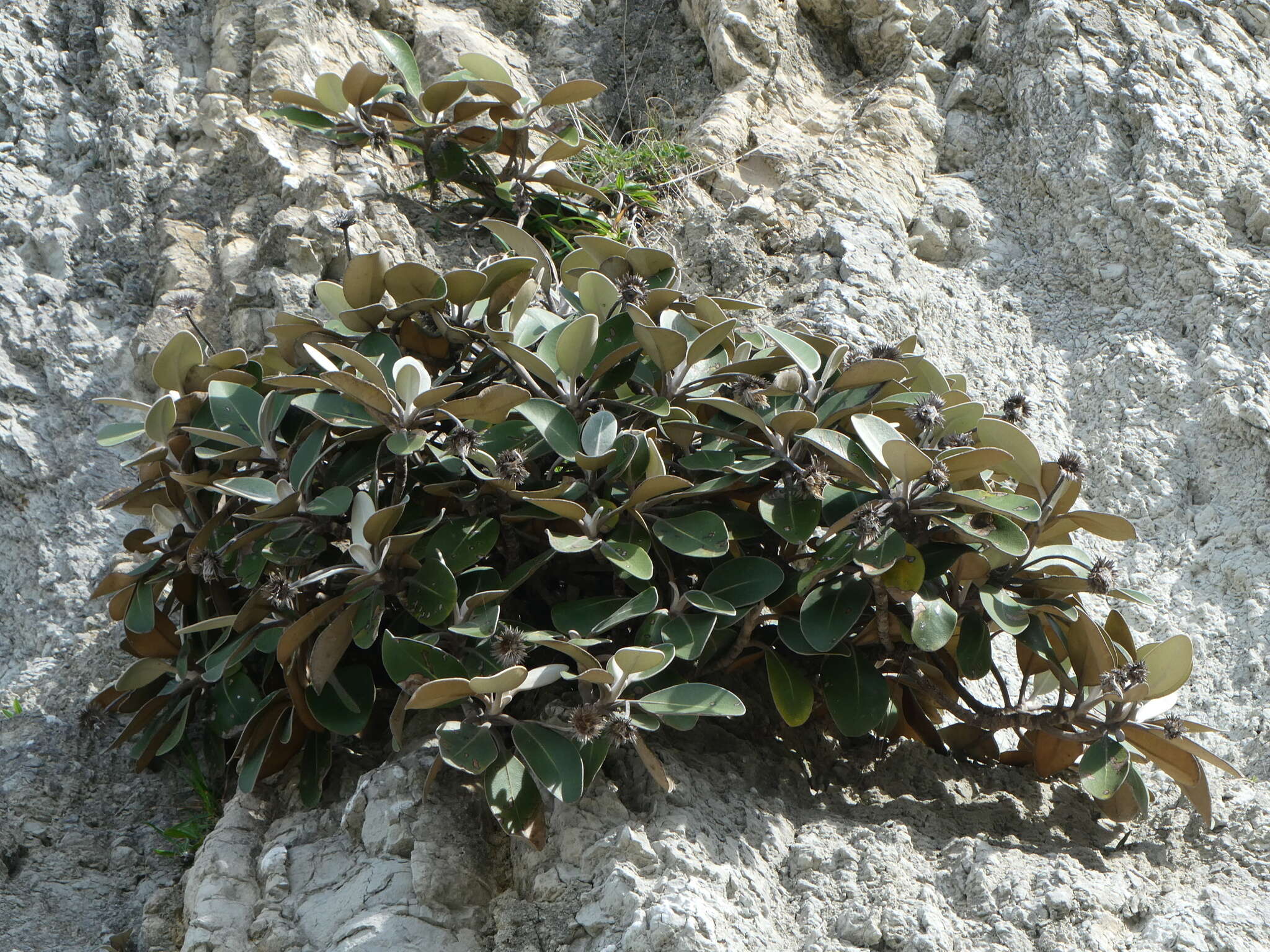 Image of Pachystegia insignis (Hook. fil.) Cheesem.