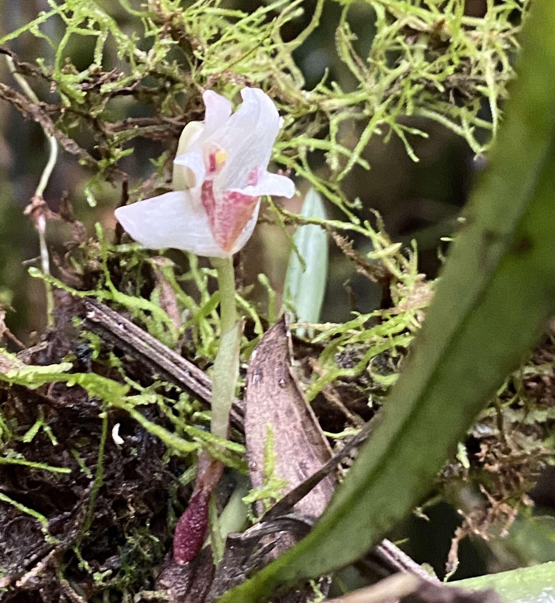 Image of Maxillaria angustissima Ames, F. T. Hubb. & C. Schweinf.