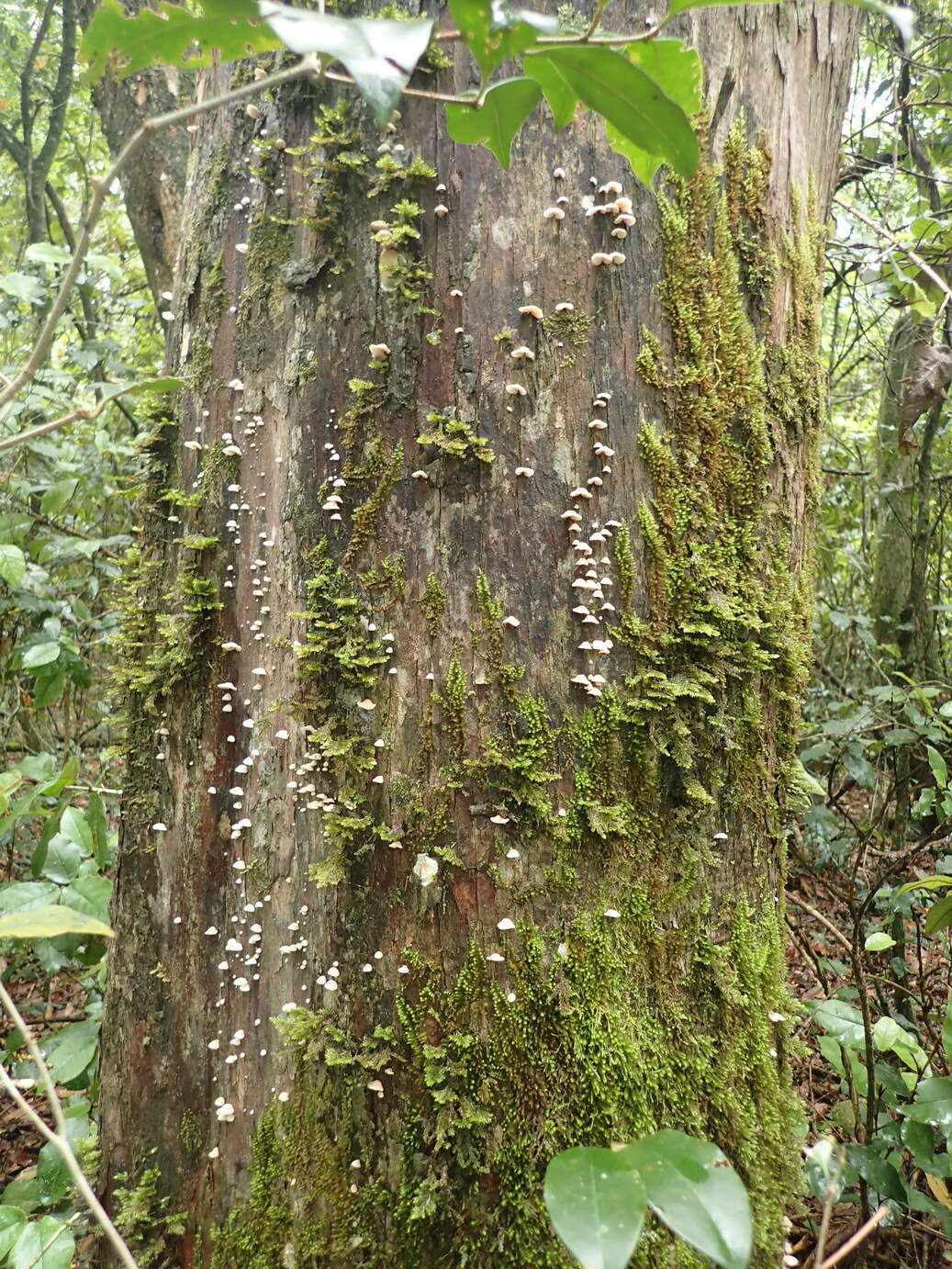 Image of Campanella capensis (Berk.) D. A. Reid 1975