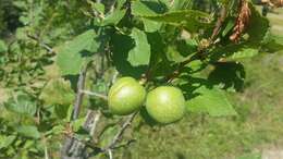 Imagem de Prunus brigantina Vill.