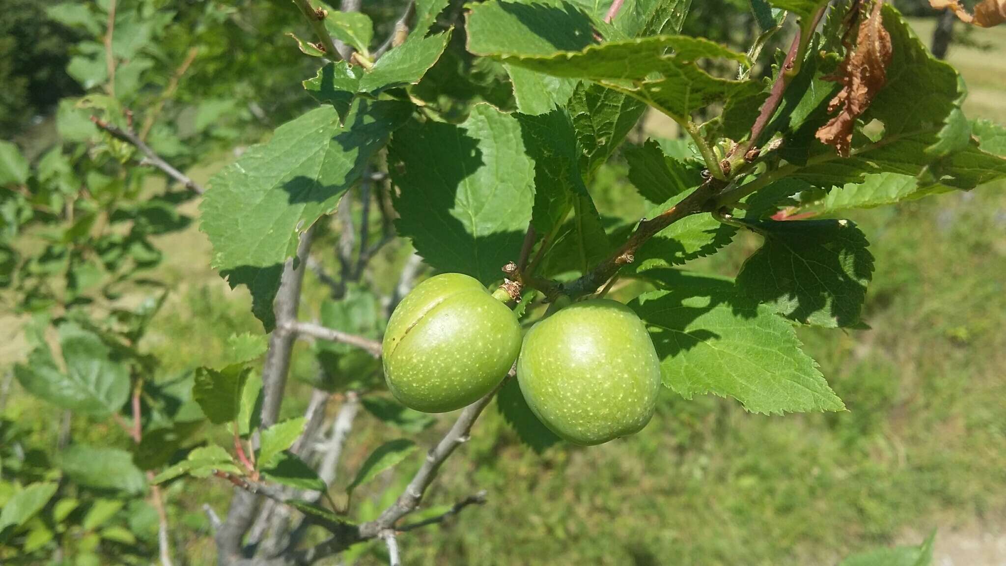 Plancia ëd Prunus brigantina Vill.