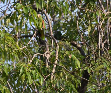 Image of White-fronted Amazon