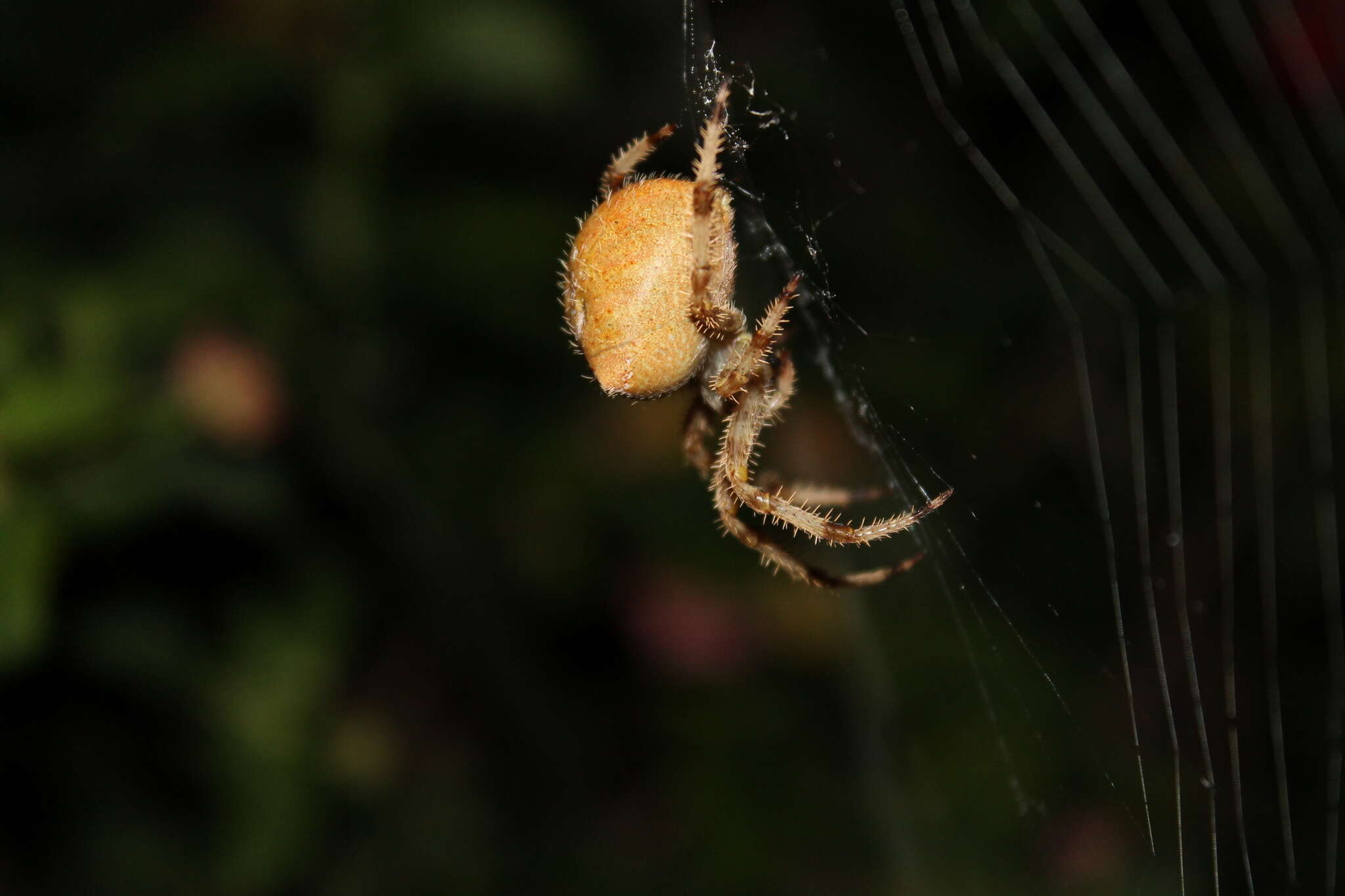 Image of Araneus pallidus (Olivier 1789)