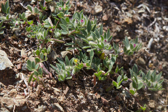 Plancia ëd Acmispon rubriflorus (Sharsm.) D. D. Sokoloff