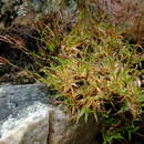 Image of Pentameris densifolia (Nees) Steud.