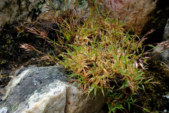 Image of Pentameris densifolia (Nees) Steud.