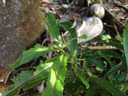 Image of Coastal Burnweed