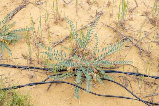 Imagem de Astragalus longipetalus Chater