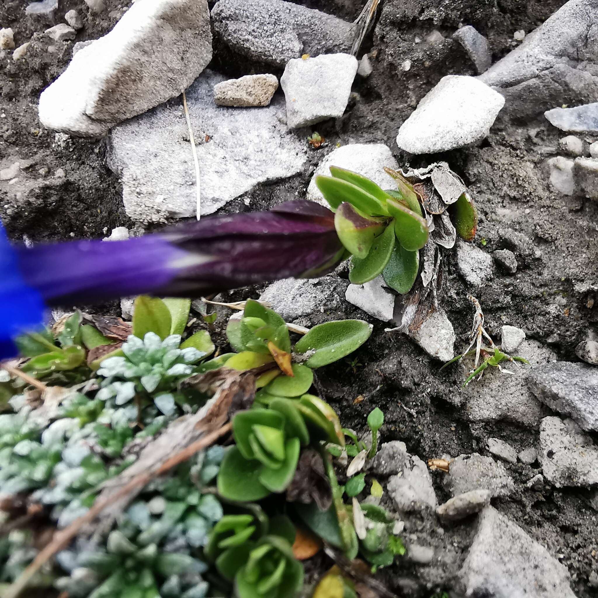 Image of Gentiana brachyphylla subsp. favratii (Rittener) Tutin