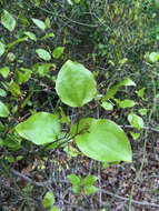 Image of common greenbrier