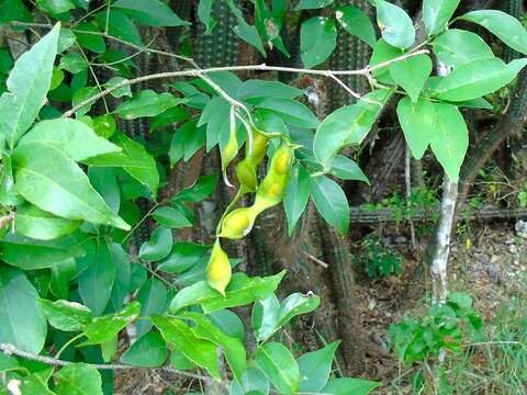 Слика од Lonchocarpus lanceolatus Benth.