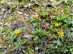 Слика од Ranunculus glabrifolius Hook.