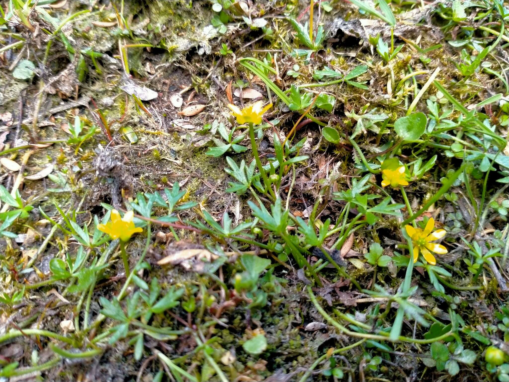 Image of Ranunculus glabrifolius Hook.