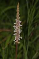 Image of <i>Coleus adenanthus</i>