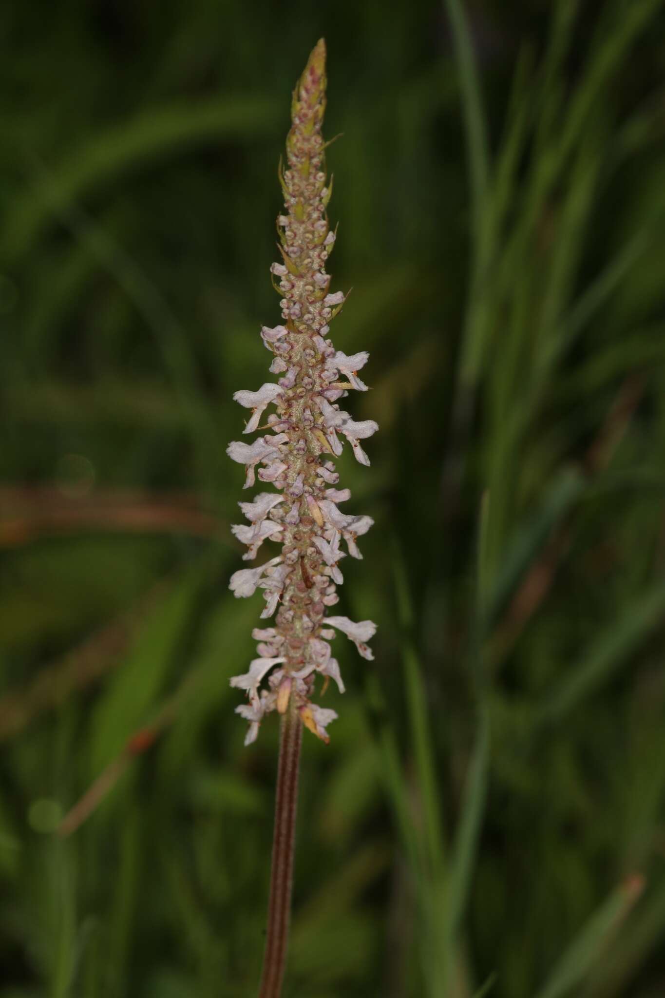 Image of <i>Coleus adenanthus</i>