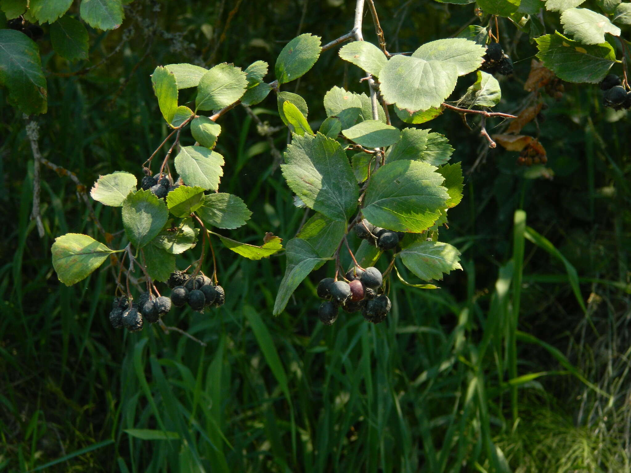 Image of black hawthorn