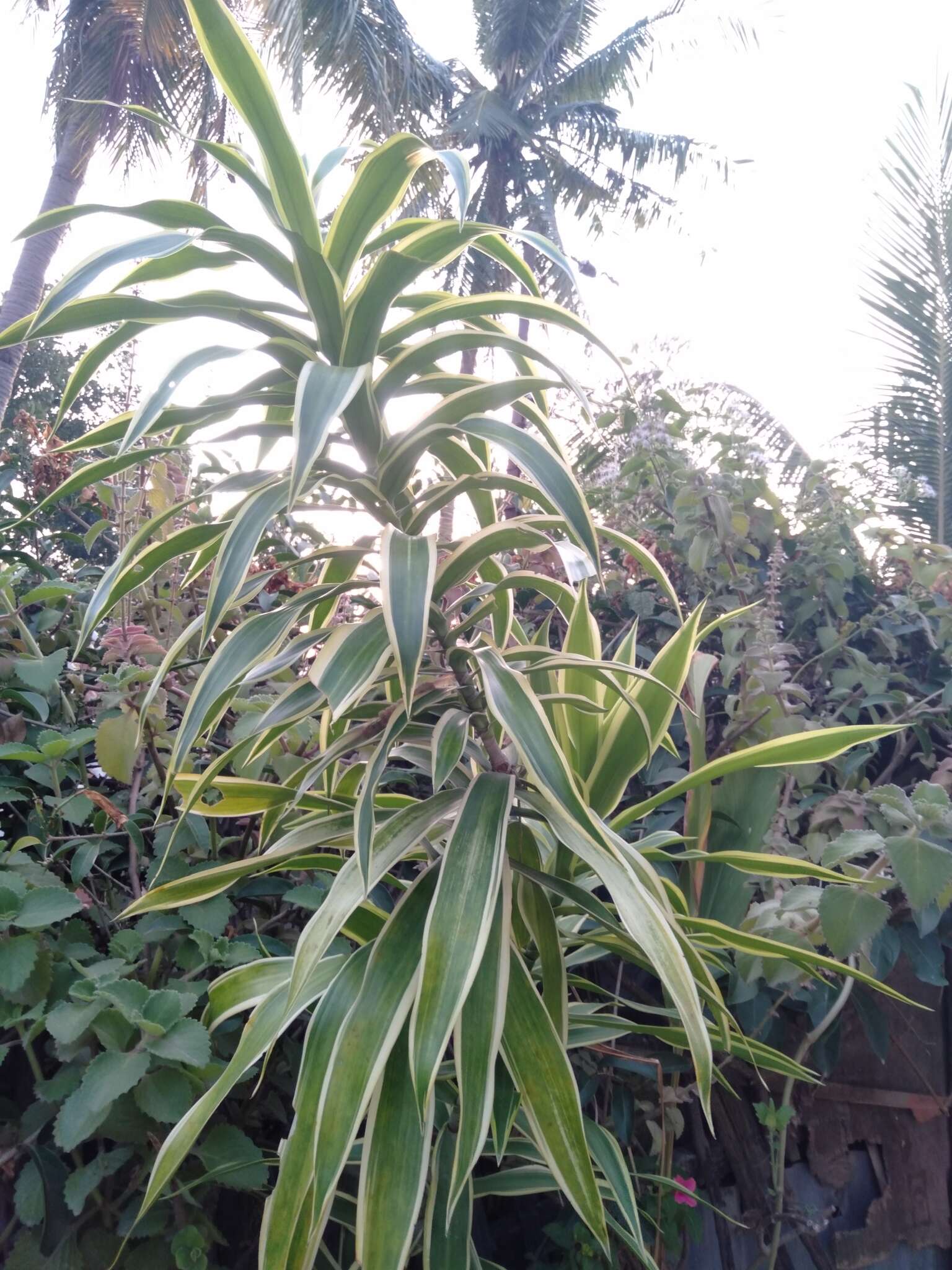 Слика од Dracaena angustifolia (Medik.) Roxb.