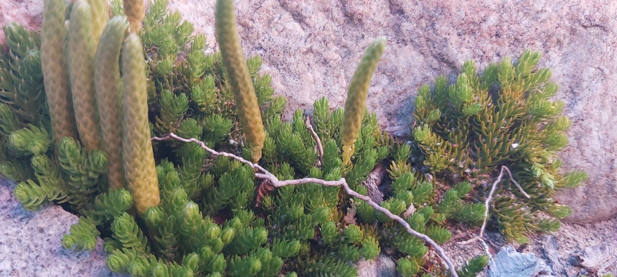 Image of Austrolycopodium magellanicum (Beauv.) Holub