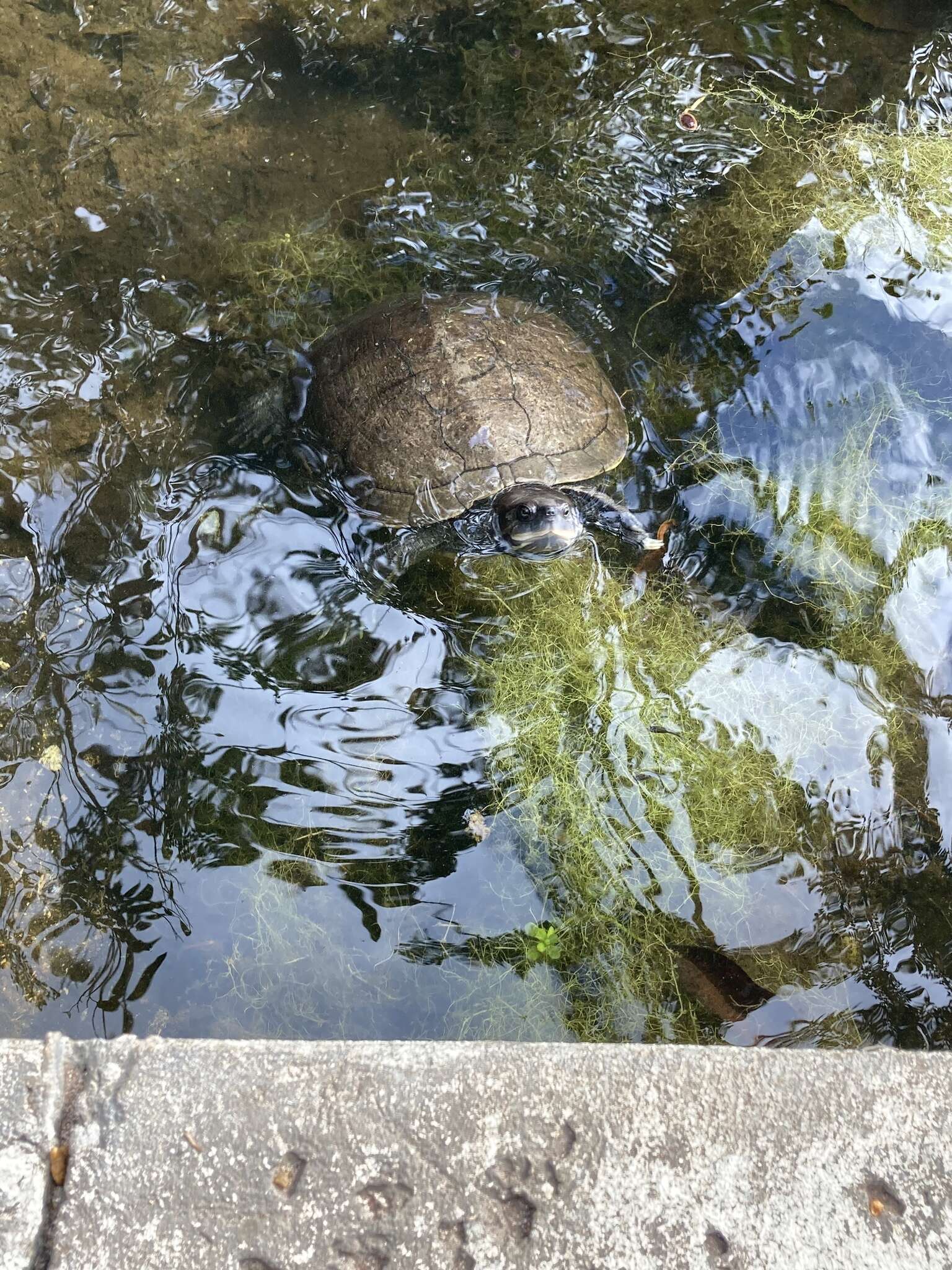 Image of Cat Island Freshwater Turtle