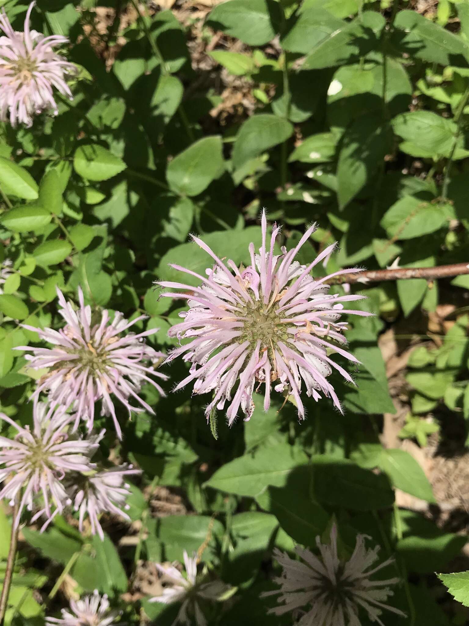 Image of eastern beebalm