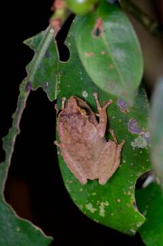 Image de Pseudophilautus steineri (Meegaskumbura & Manamendra-Arachchi 2005)