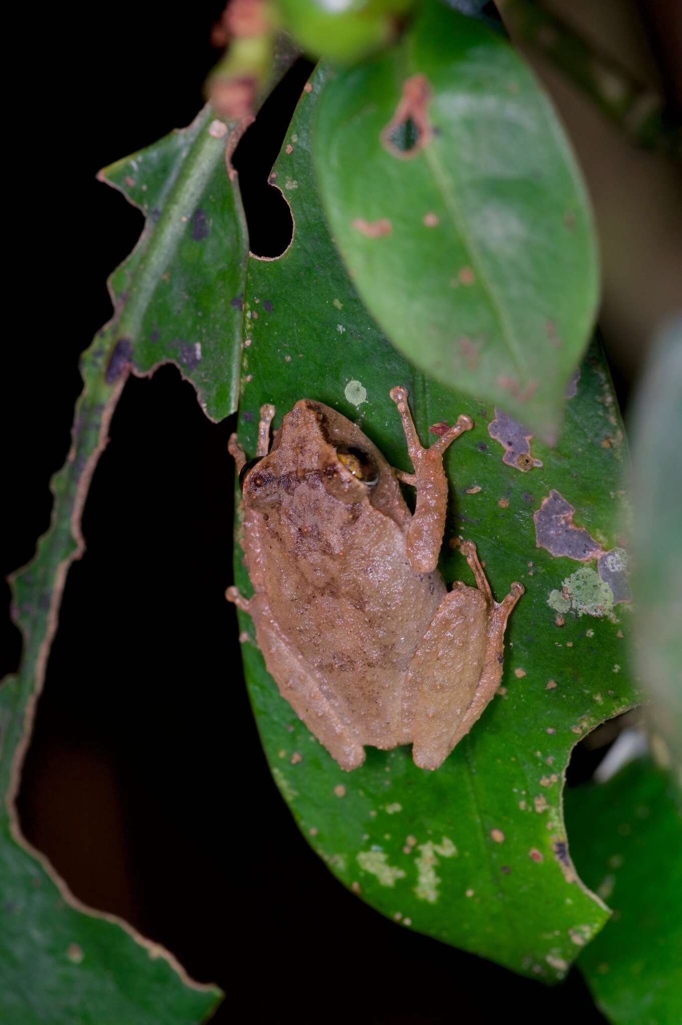 صورة Pseudophilautus steineri (Meegaskumbura & Manamendra-Arachchi 2005)