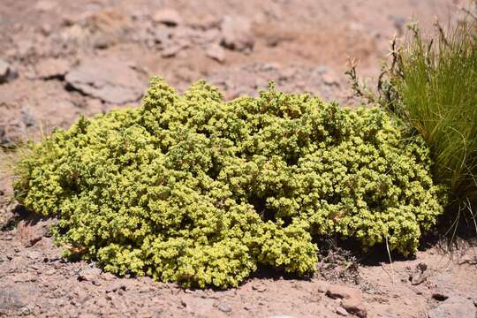 Image of Azorella trisecta