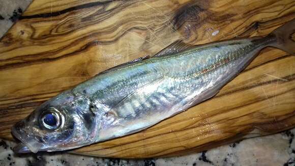 Image of Atlantic Horse Mackerel