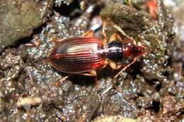 Image of Ground beetle