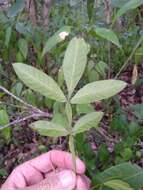 Plancia ëd Cossinia australiana S. T. Reynolds