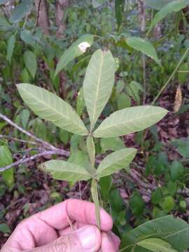 Plancia ëd Cossinia australiana S. T. Reynolds