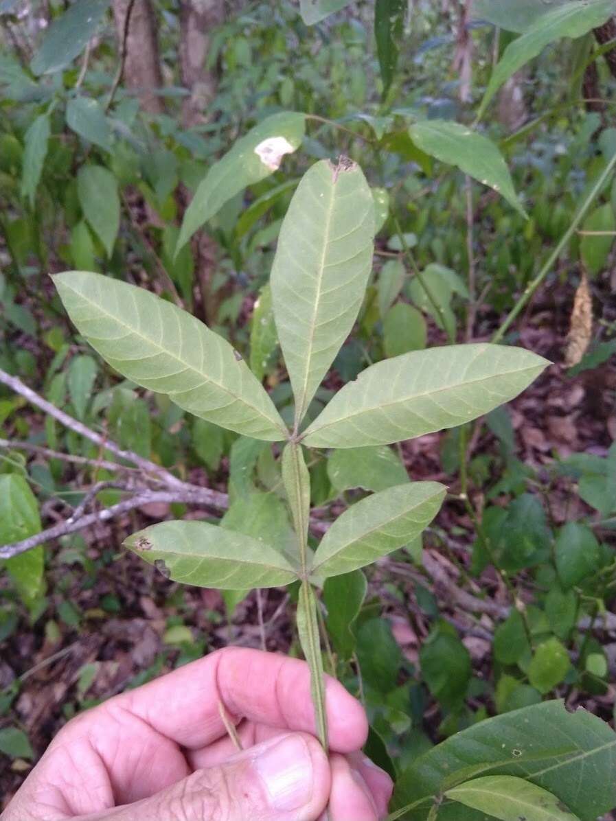 Image of Cossinia australiana S. T. Reynolds