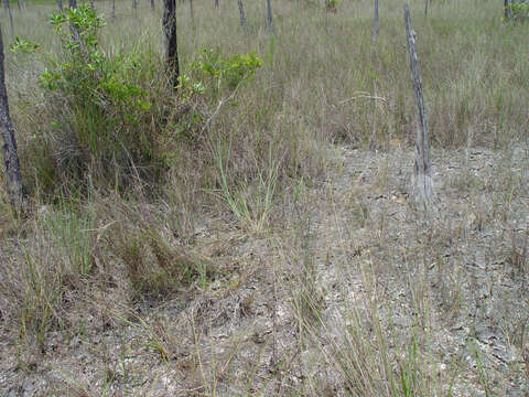 Image de Digitaria pauciflora Hitchc.